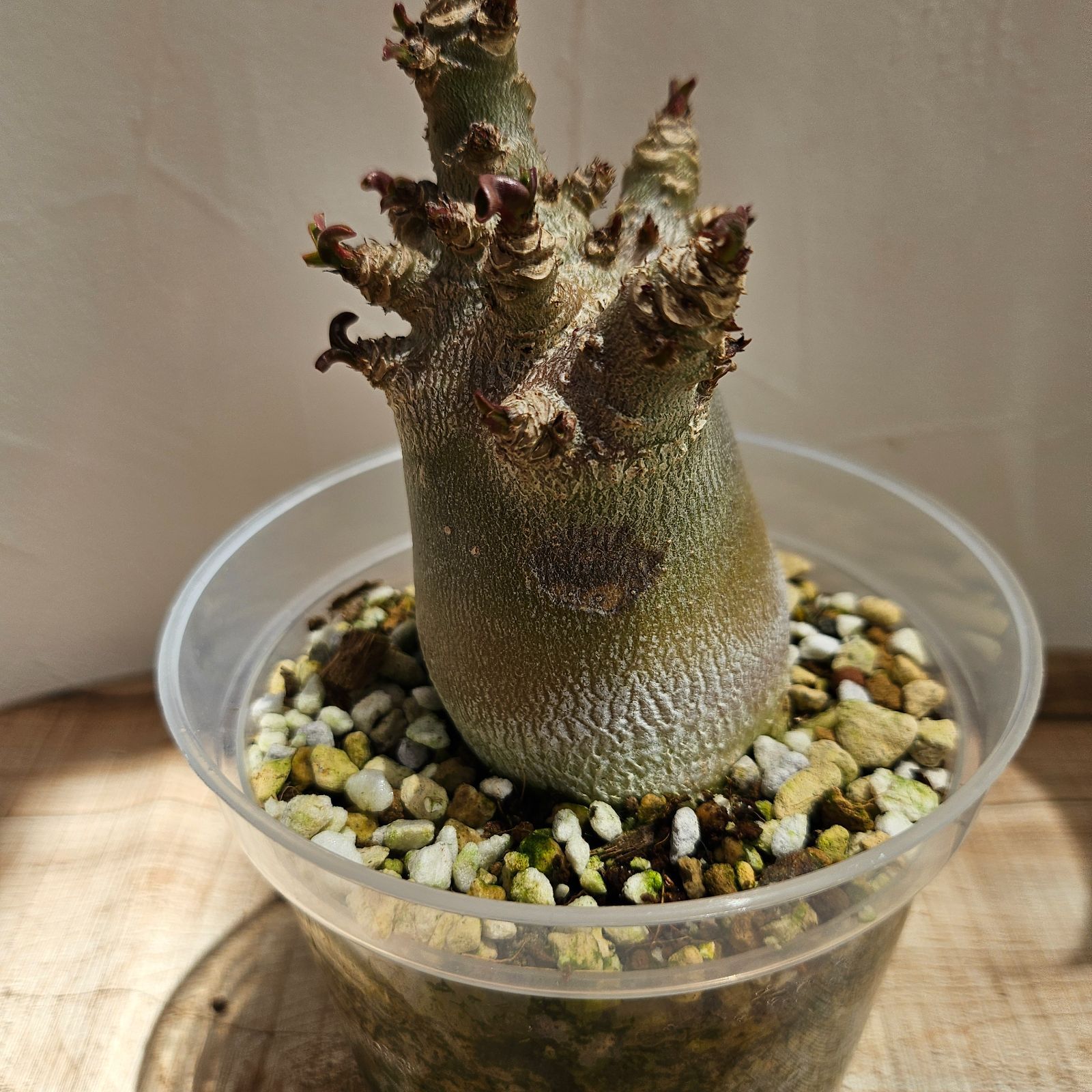 ③《 Adenium Arabicum D.H.A》アデニウム アラビカム 獅子葉 ドーセットホーン 塊根植物 巻葉 - メルカリ