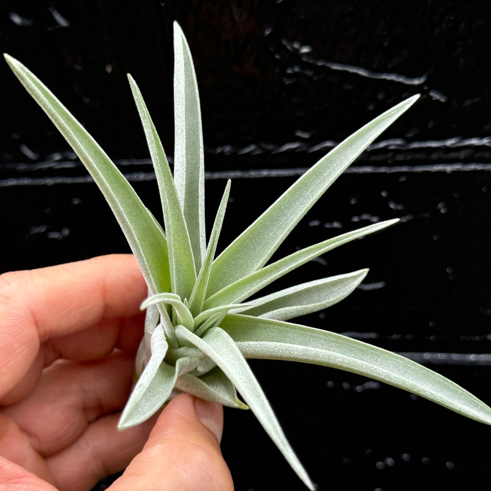 チランジア ハリシー × キセログラフィカ Tillandsia harrisii