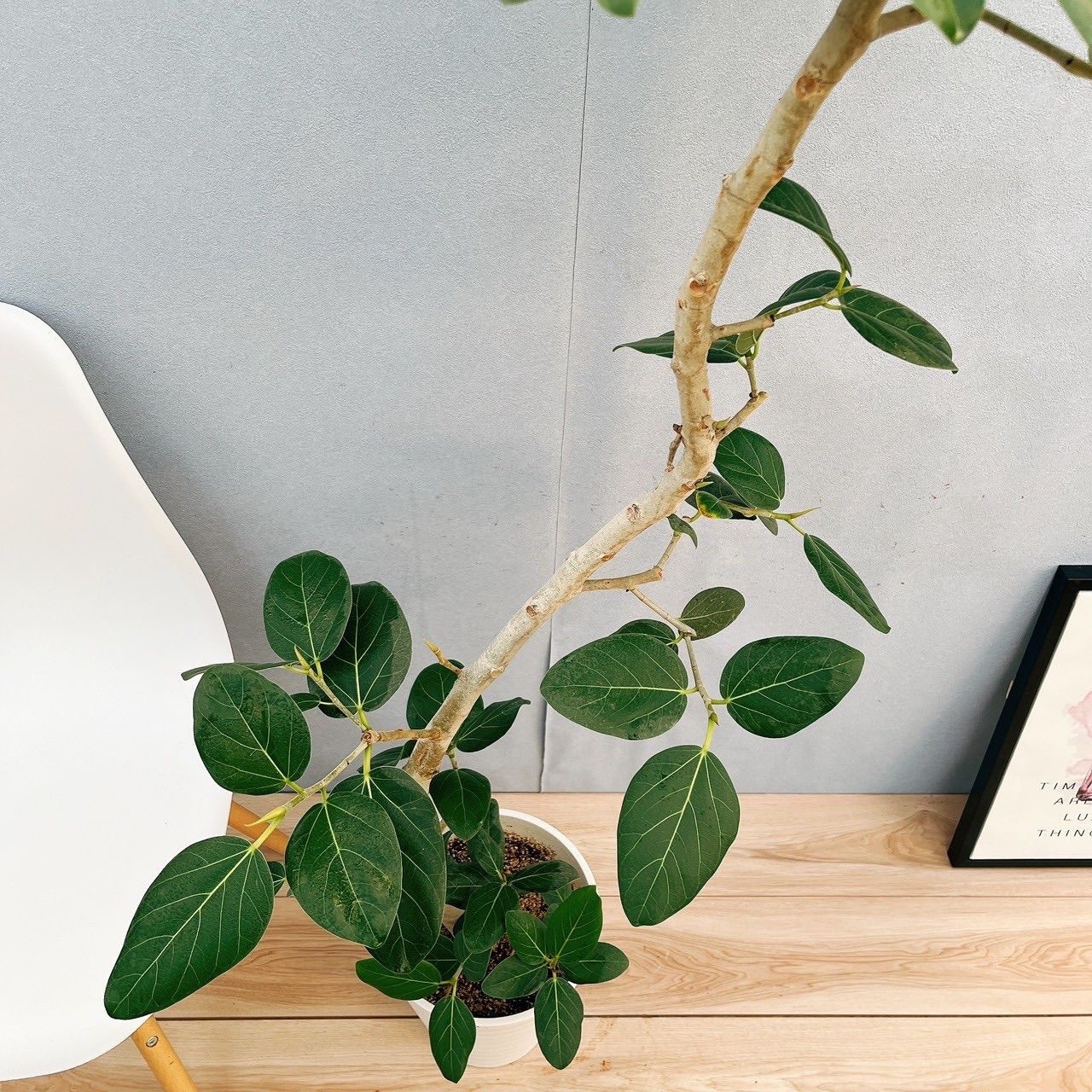 ［現品］☆人気☆ 12番　フィカス　ベンガレンシス　曲がり 8号　観葉植物 現品］99番 フィカス ベンガレンシス 曲がり 8号 観葉植物 室内 大型