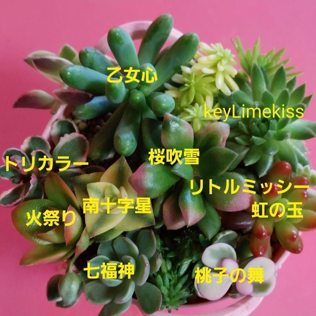 多肉植物…桜吹雪抜き苗&桃子の舞入りカット苗ミニミニ寄せ植えセット