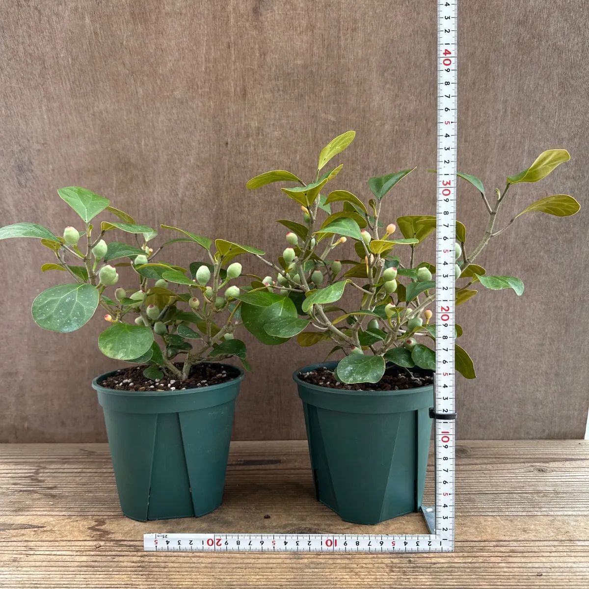 サンプル】フィカス ゴールドコイン Ficus deltoidea フィカス デルトイデア コバンボダイジュ 観葉植物 観葉 植物 珍奇 珍しい レア  希少 インテリア プレゼント おしゃれ かわいい リビング おうち時間 グリーン アートプランツ