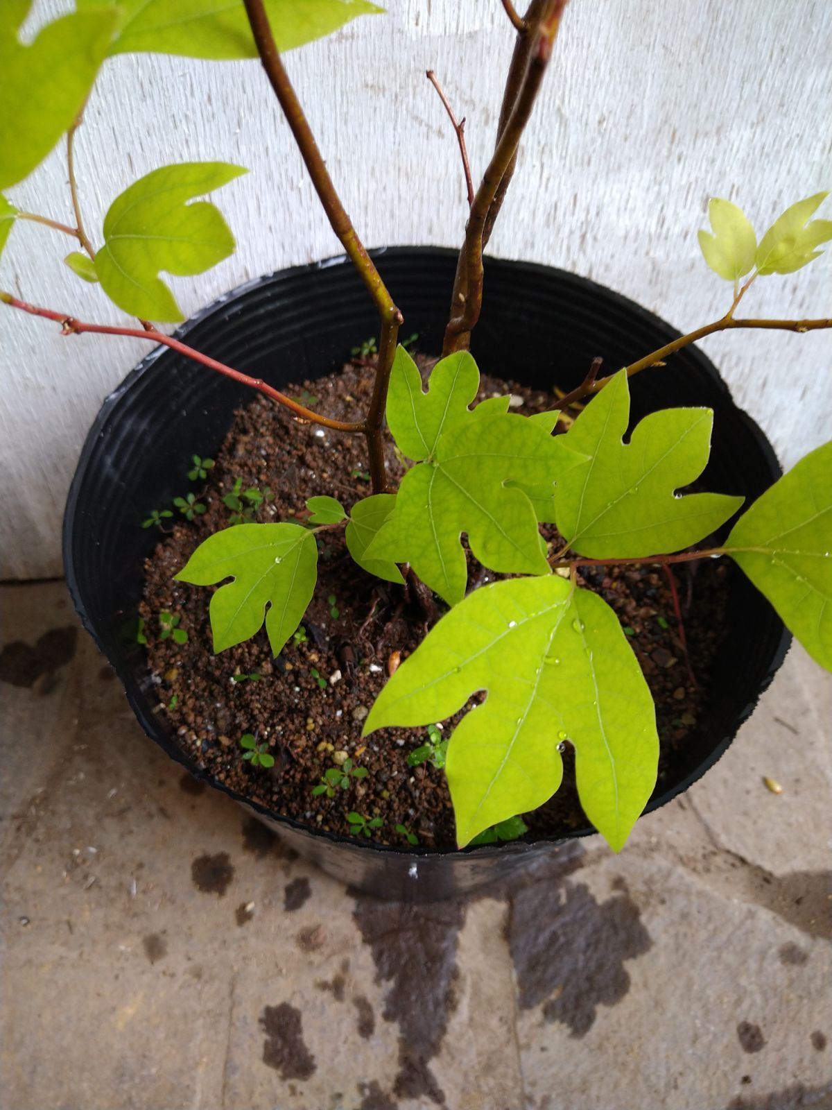 シロモジ株立ちコンパクトサイズA