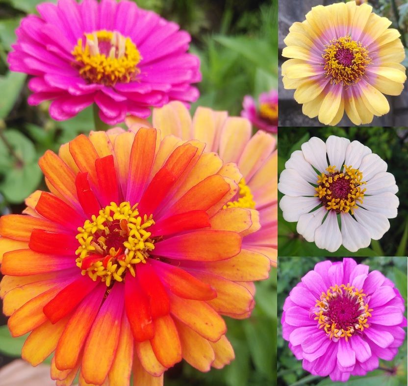 百日草（ジニア）　種30粒　花の種