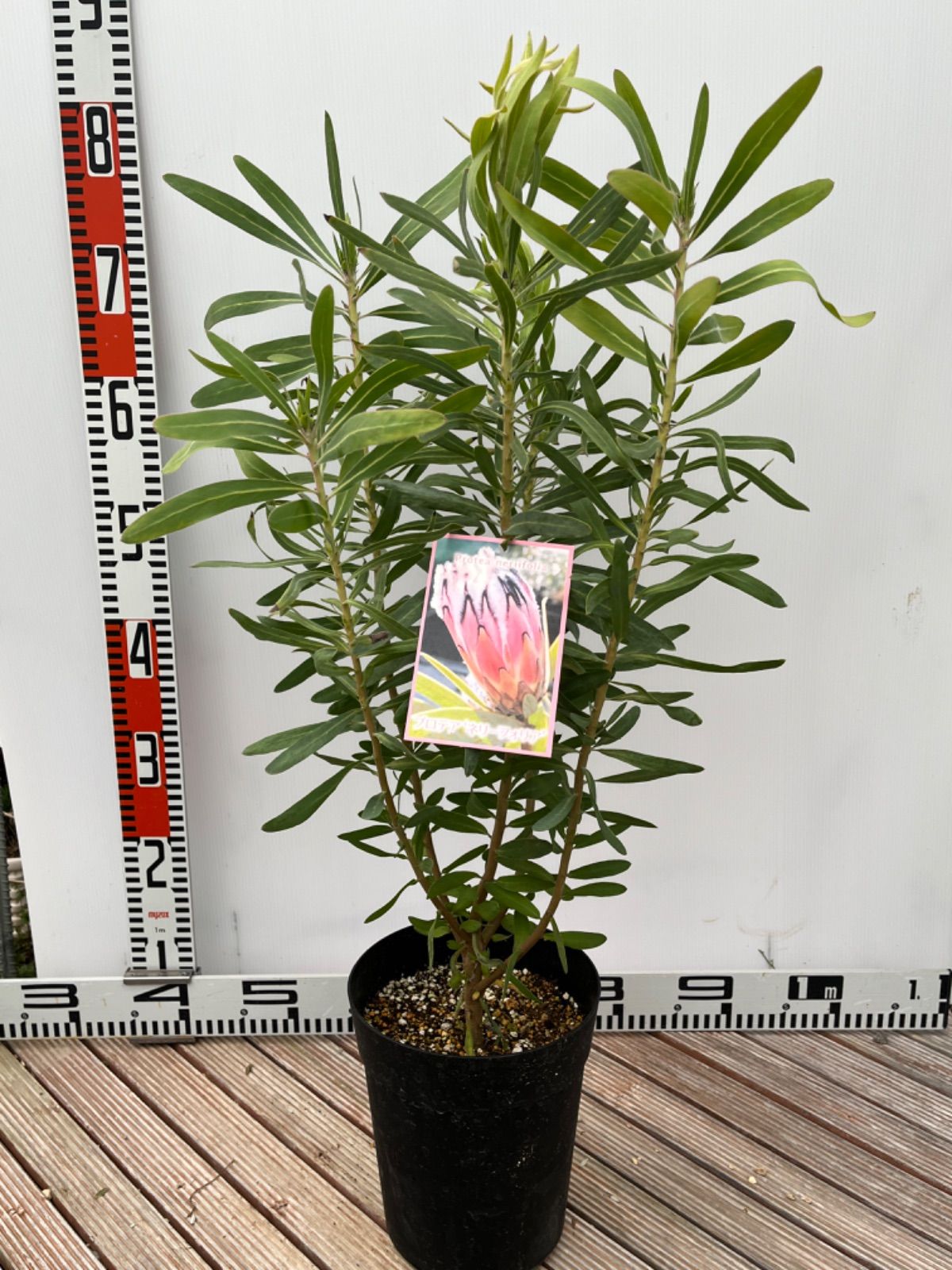 プロテア ネリーフォリア 6号 - 植物/観葉植物