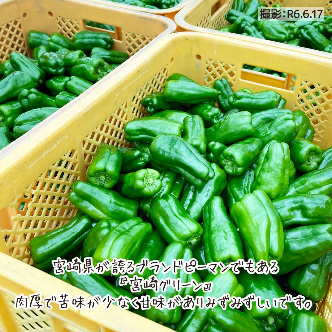 B品.規格外】ピーマン 緑 朝採り 宮崎県産 約3.0kg 新鮮 野菜