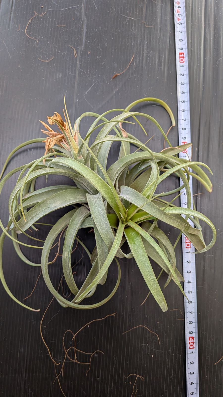 広島発！夏タイヤ 215/45R18 バリ山 4本 マツダ3 プリウスなど 広島発！