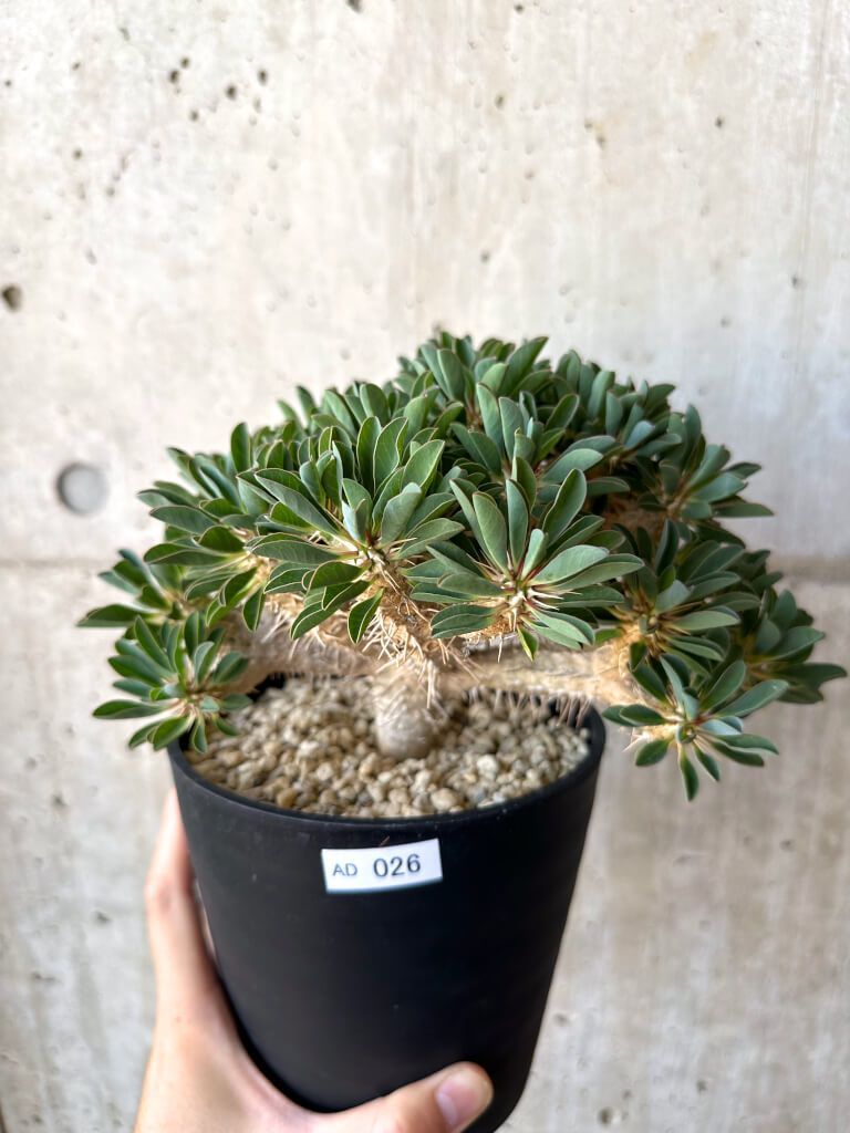 Euphorbia ユーフォルビア ギラウミニアナ 現地球大株 枝密集型 発根済