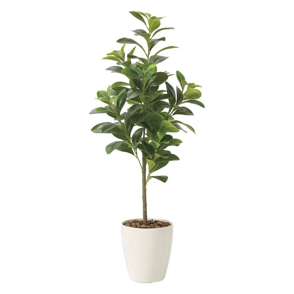 ☆多肉植物 寄せ植え〜どんぐりちゃんの切り株寄せ セットで〜☆ 観葉