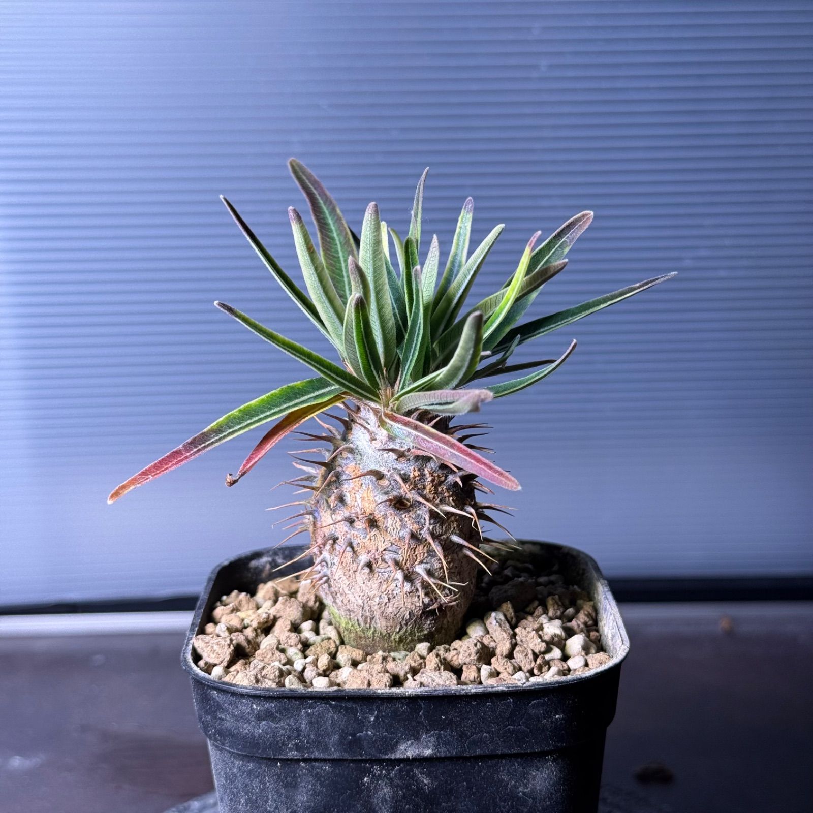 実生4年株 多頭良型 選抜株 パキポディウム グラキリス 抜き苗 パキポディウム：グラキリス（発 パキポディウム　グラキリス　実生　多頭　良形株②