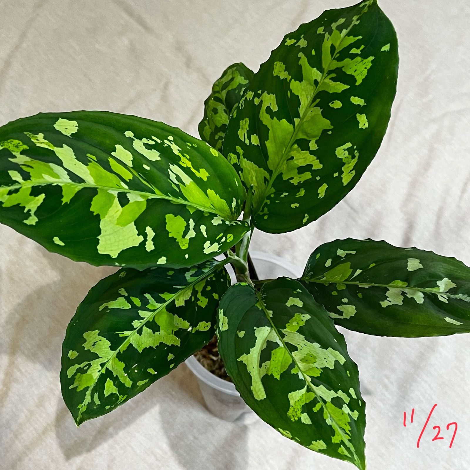 アグラオネマ ピクタム Aglaonema picutm GW2001-60 