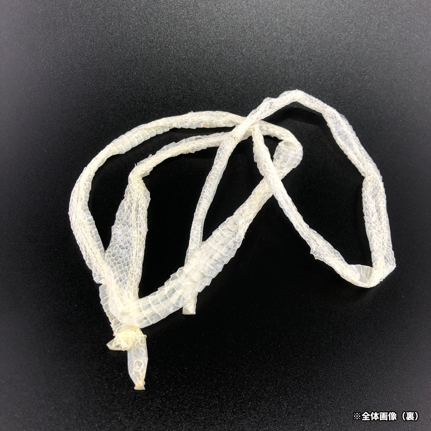 赤目・白蛇の抜け殻 一本物 幼蛇 全長83cm A-9 - メルカリ