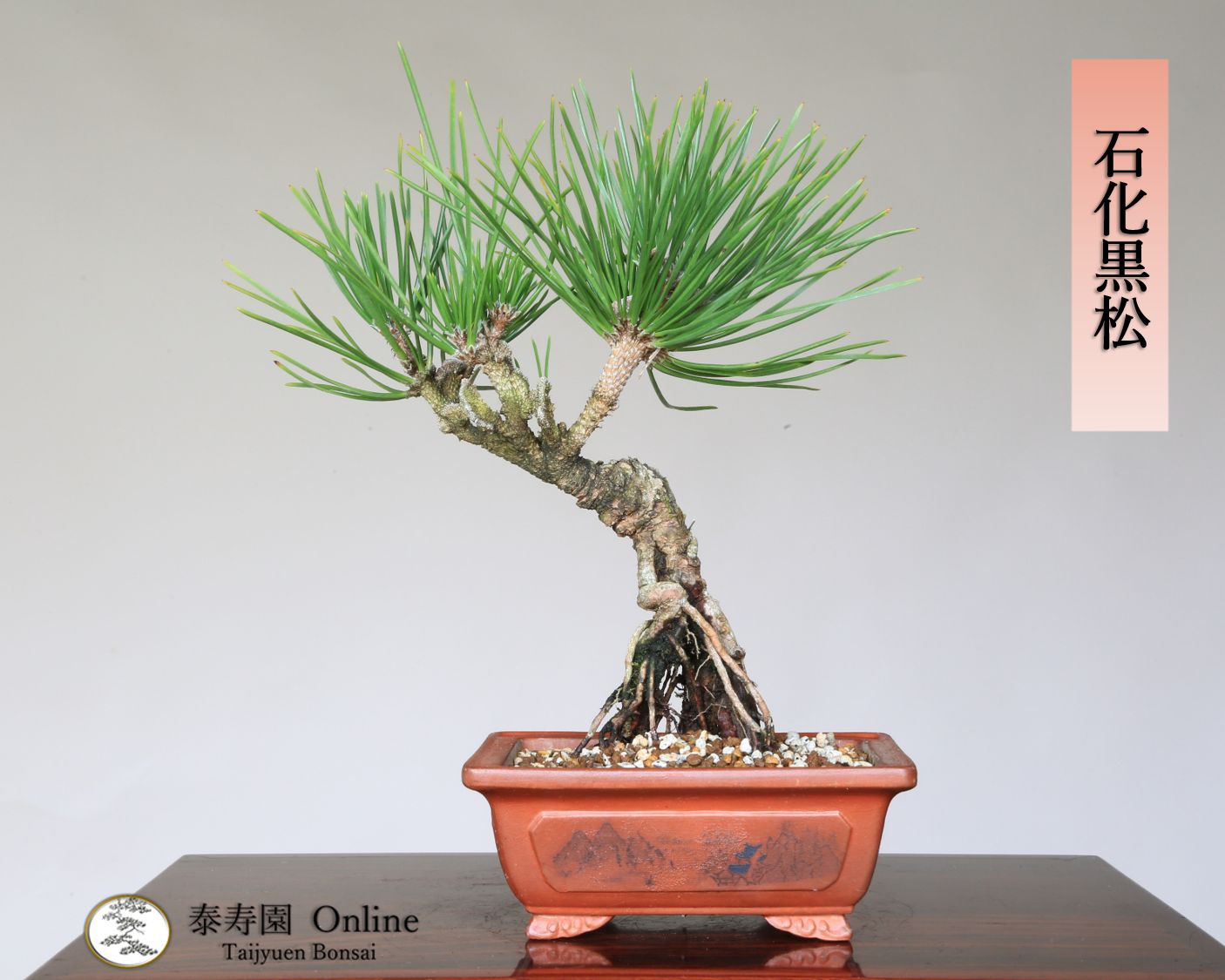石化黒松 セッカクロマツ 小品盆栽【泰寿園 Online】現品 一点物 雑木