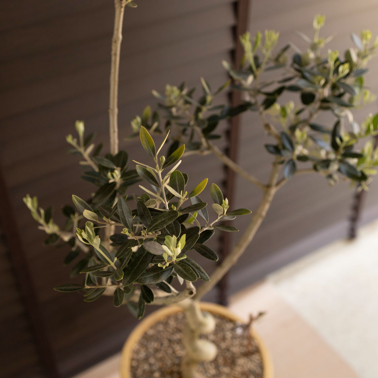 Olive ねじり仕立て オリーブの木 8号 レッチーノ Leccino オリーブ