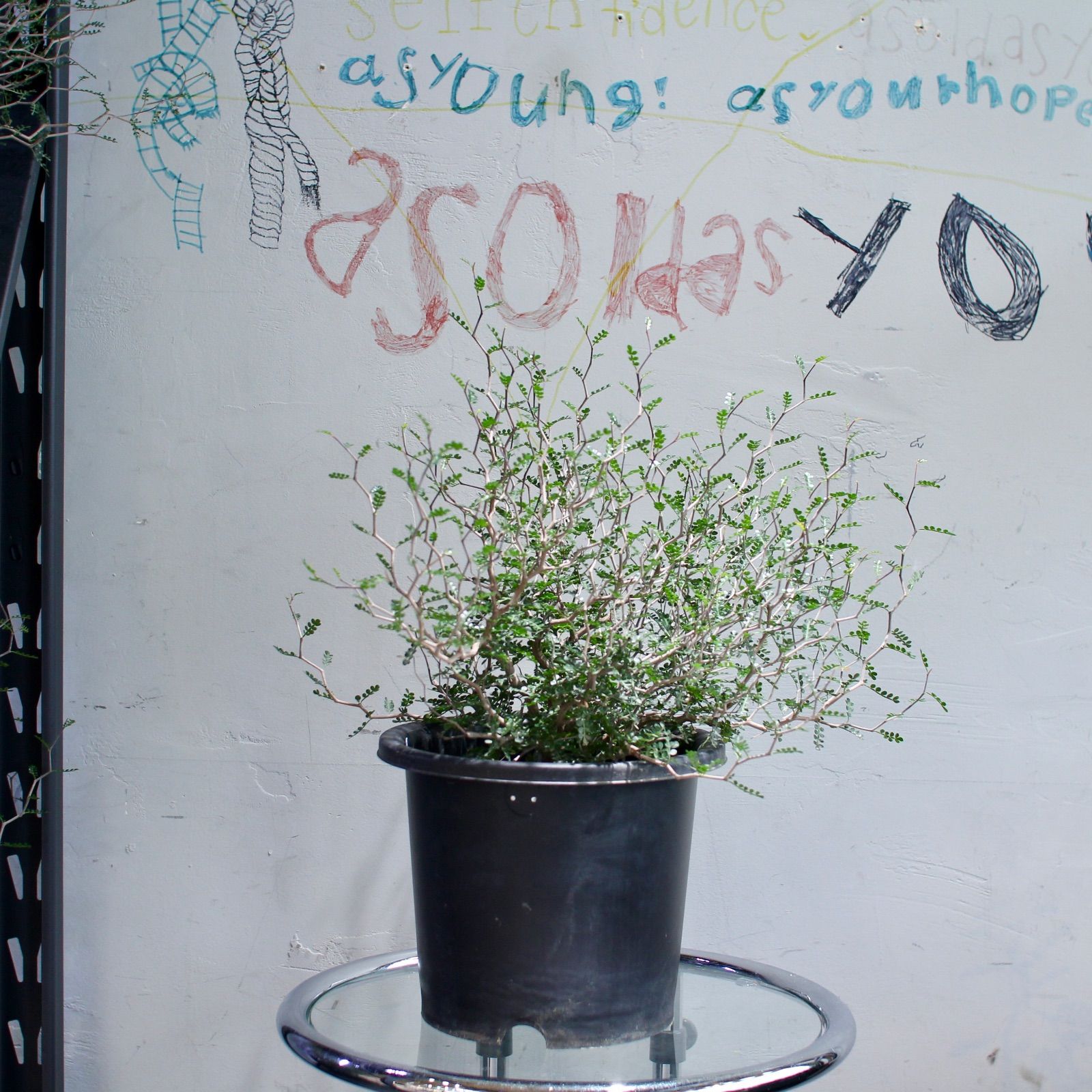 オペルクリカリア パキプス 根挿し株 選抜