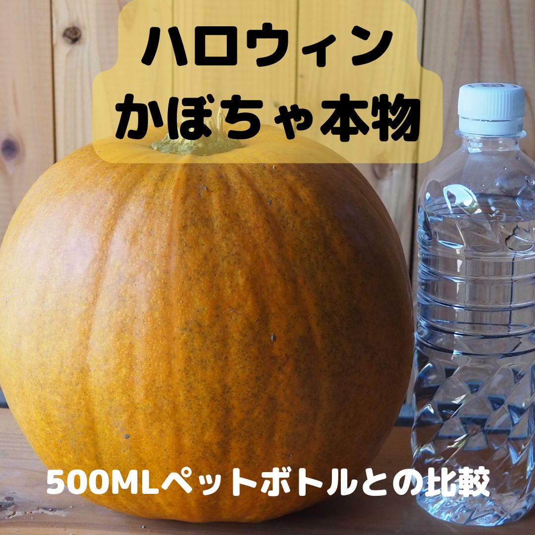 ハロウィンかぼちゃ本物・ハロウィンパンプキン【ジャック・オー