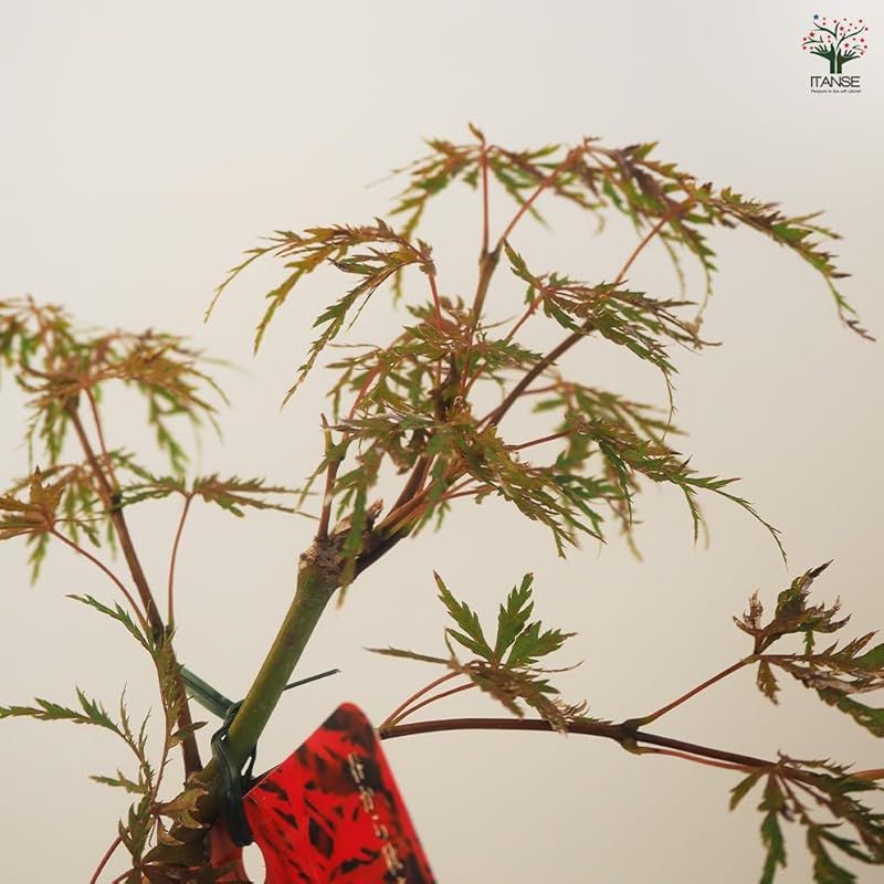 Garnet|ムクロジ科カエデ属 耐寒性落葉中低木|原産地