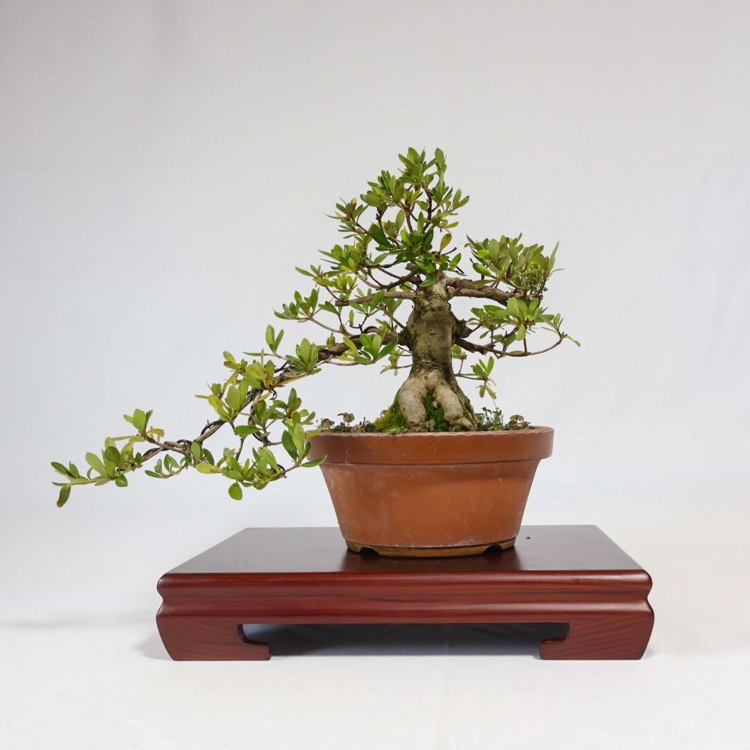 根上がりの黒松盆栽 黒松 根上がり盆栽 【公式通販】