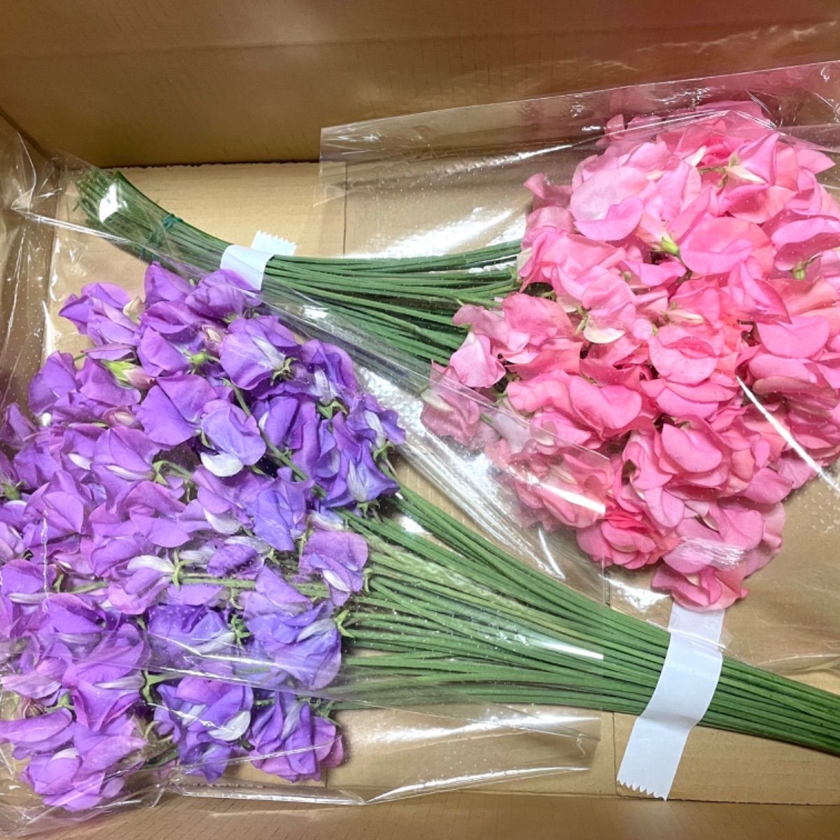 最大15 Offクーポン 新品 未使用 花 生花 切り花 花束 産地直送 新鮮 スイートピー L規格 100本 保水有り フラワー ガーデン Www Afdservex Es Www Afdservex Es