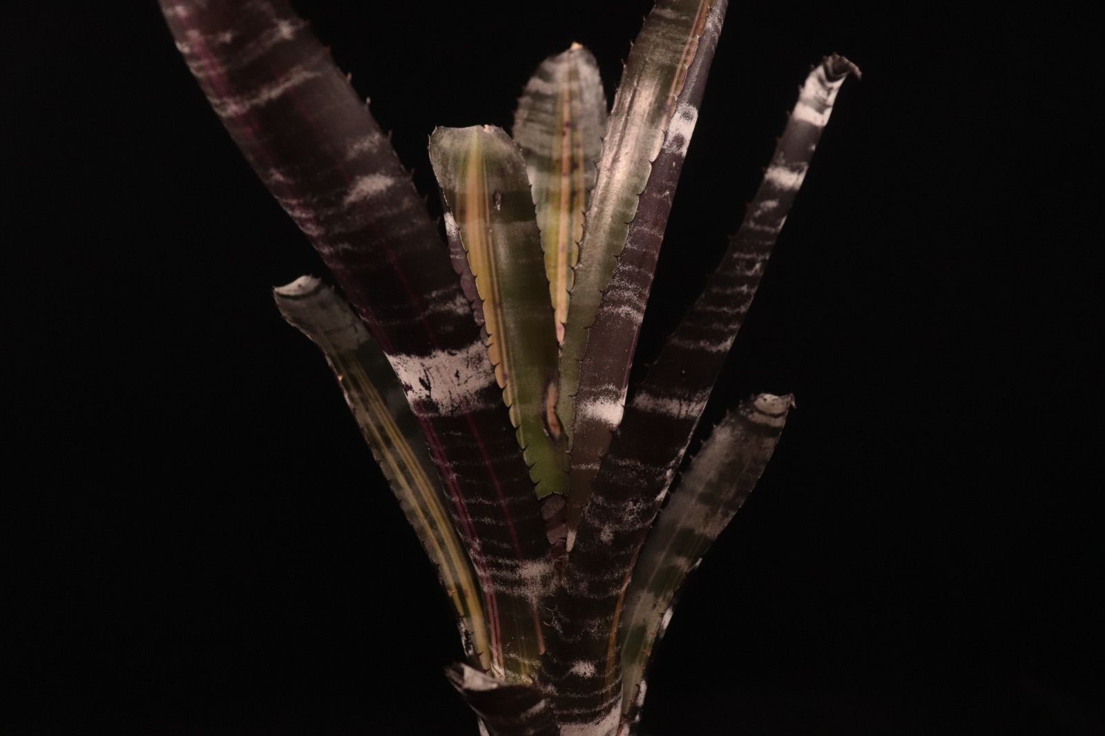 送料無料】Aechmea 'Roberto Menescal'〔エクメア〕現品発送A184