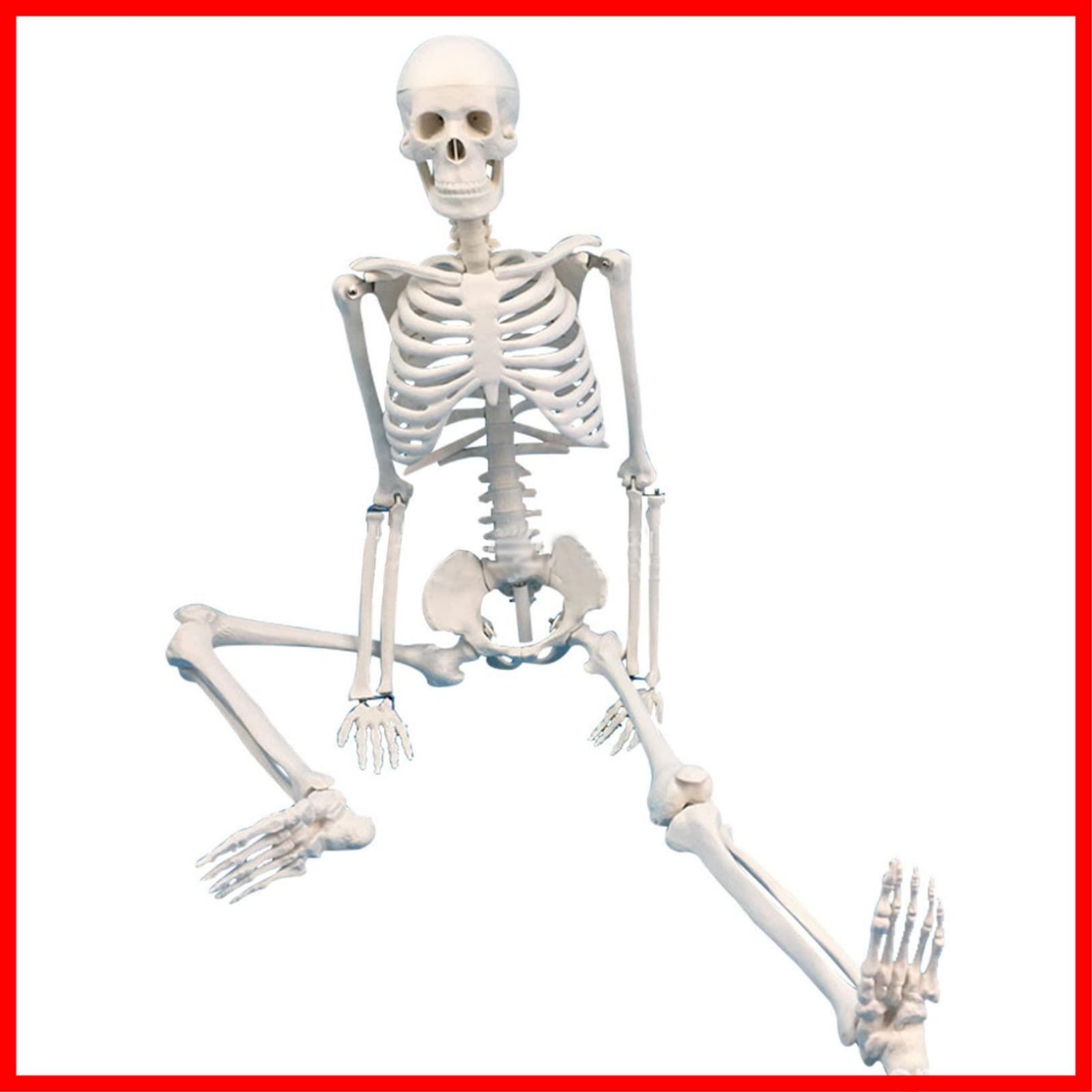 人気商品】骨格 人体 教材 骸骨 スタンド 関節可動 直立型 (85cm 全身 