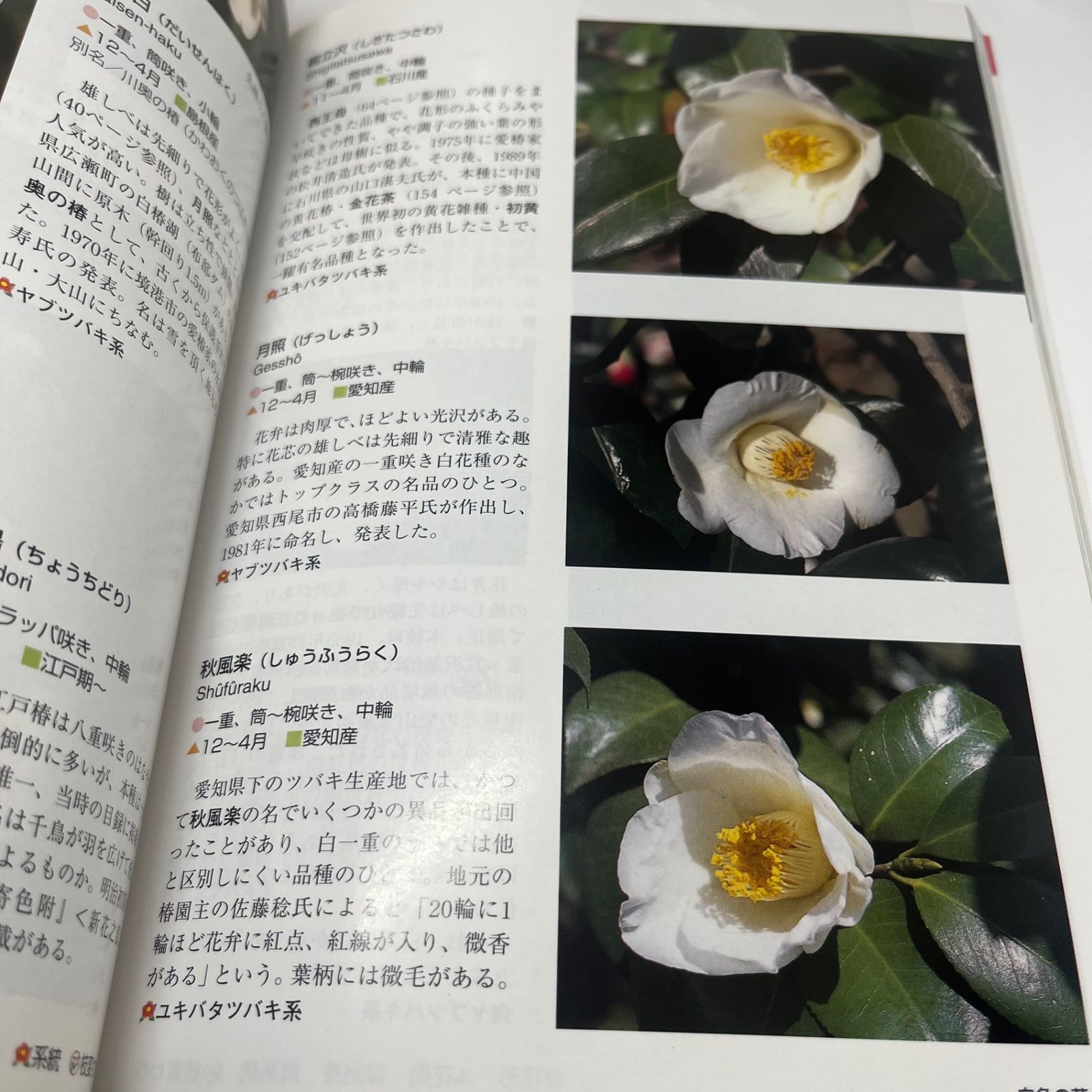 椿: 名前の由来と系統がわかる (色分け花図鑑)