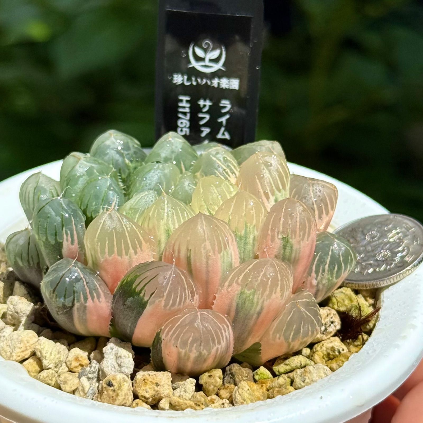 サファイア錦 多肉植物