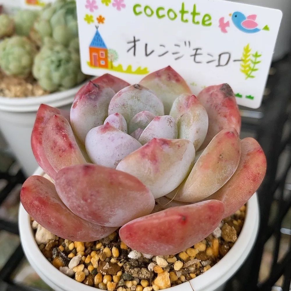 エケベリア オレンジモンロー（抜き苗） | 多肉植物のネットショップ