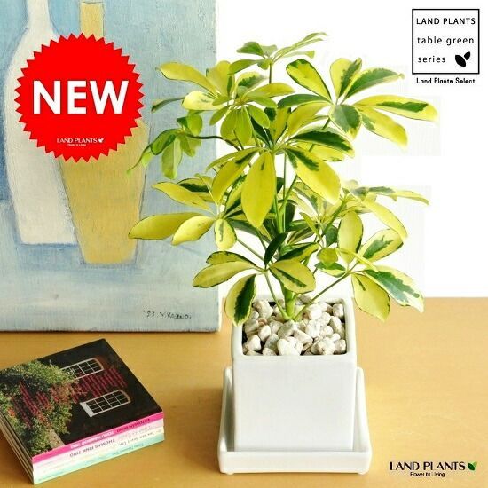 観葉植物シェフレラムーンドロップ抜き苗