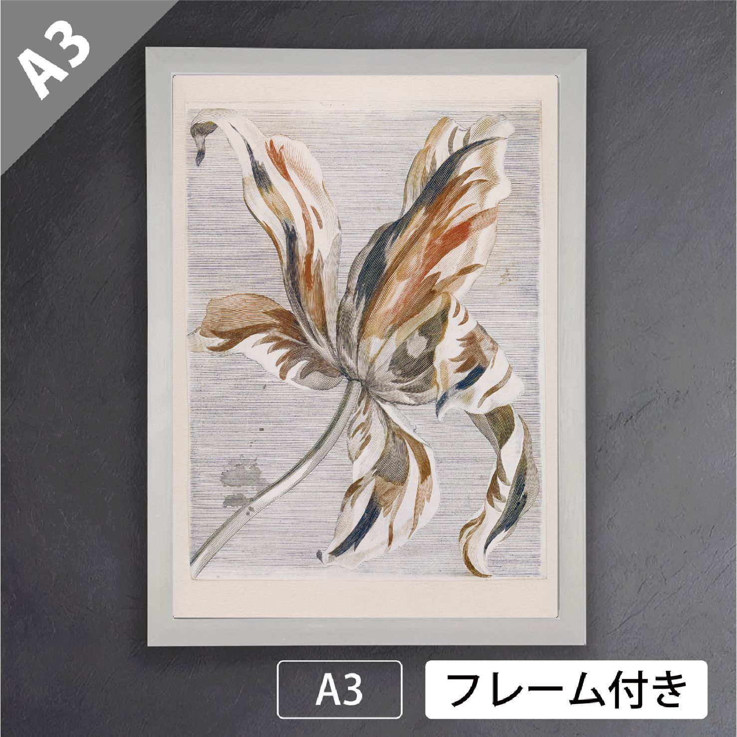 アートポスター：８３流れと原種チューリップ Tulp（チューリップ）」（1688-1698年）作者不明 オランダ