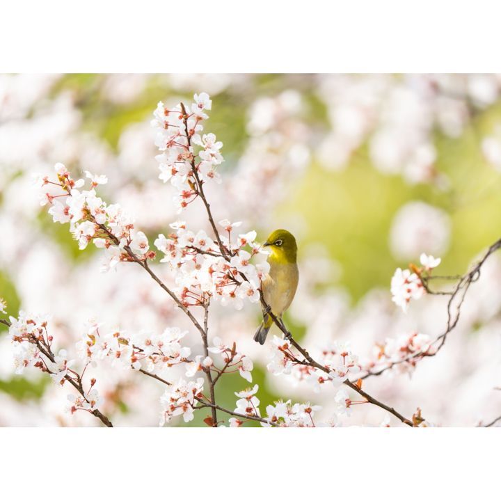 絵画風 壁紙ポスター (はがせるシール式) 春の訪れ、フユザクラ(冬桜)の蜜を吸うメジロ 桜 目白 キャラクロ M-BMJR-001A1 (A1版 830mm×585mm) ＜日本製＞ ウォールステッカー お風呂ポスター