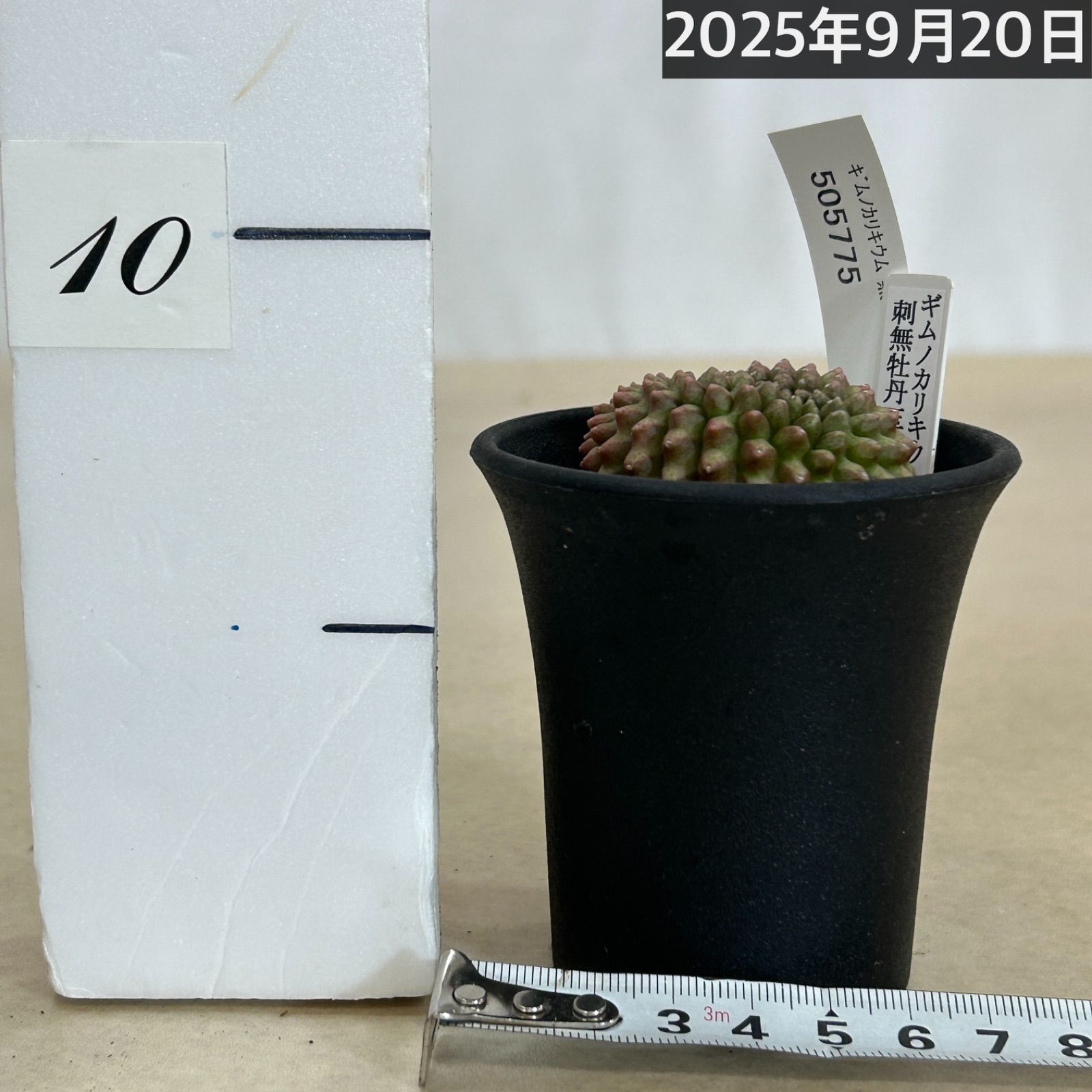 FNつき　ギムノカリキウム　モスティ　5産地セット 多肉植物 ギムノカリキウム 無刺牡丹玉石化 2.5号(個体おまかせ1