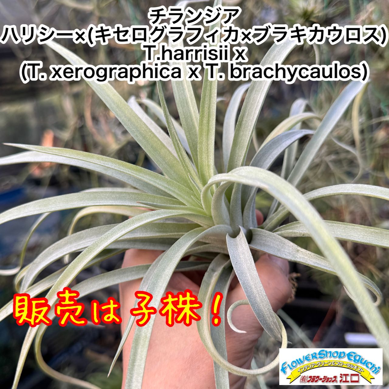 子株＊ 3品種の特徴を感じる独特な質感＊ チランジア ハリシー