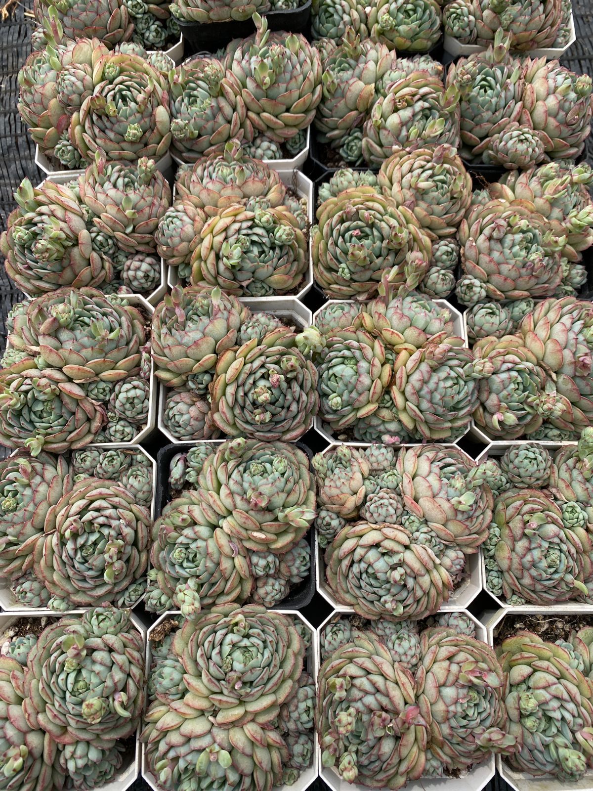 新入荷 好評発売!フォロワー限定 1株 YK2007 赤い船多頭 多肉 新入荷 好評発売!フォロワー限定 1株 YK2007 赤い船多頭 多肉