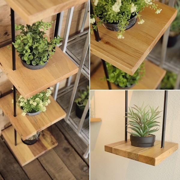 極美株/塊根植物】手乗りサイズ ステファニア スベローサ 発根済