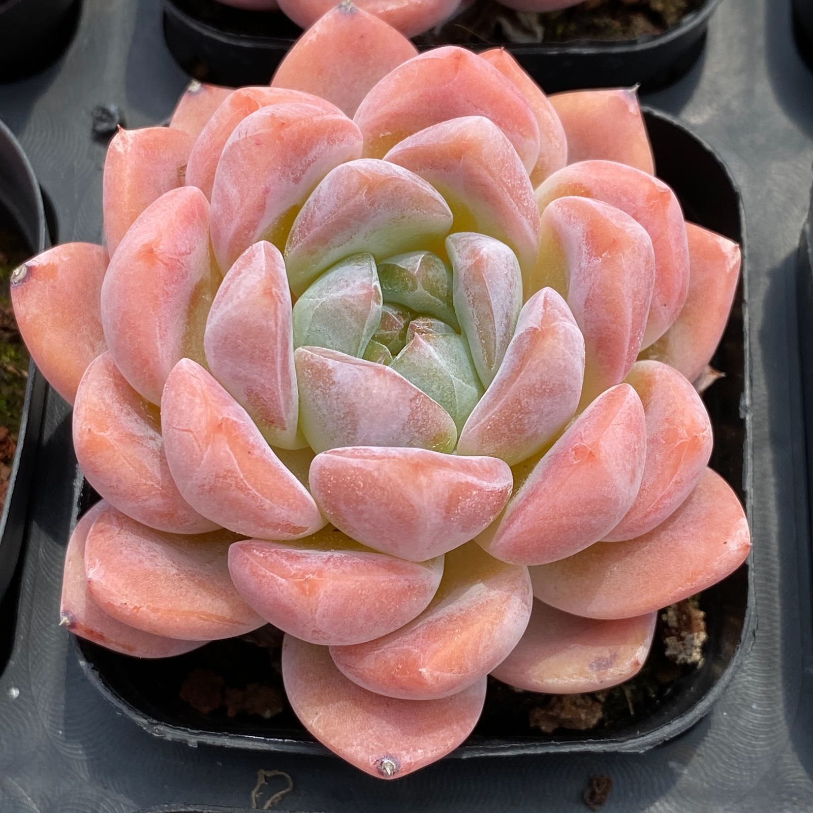 多肉植物 アエオニウム