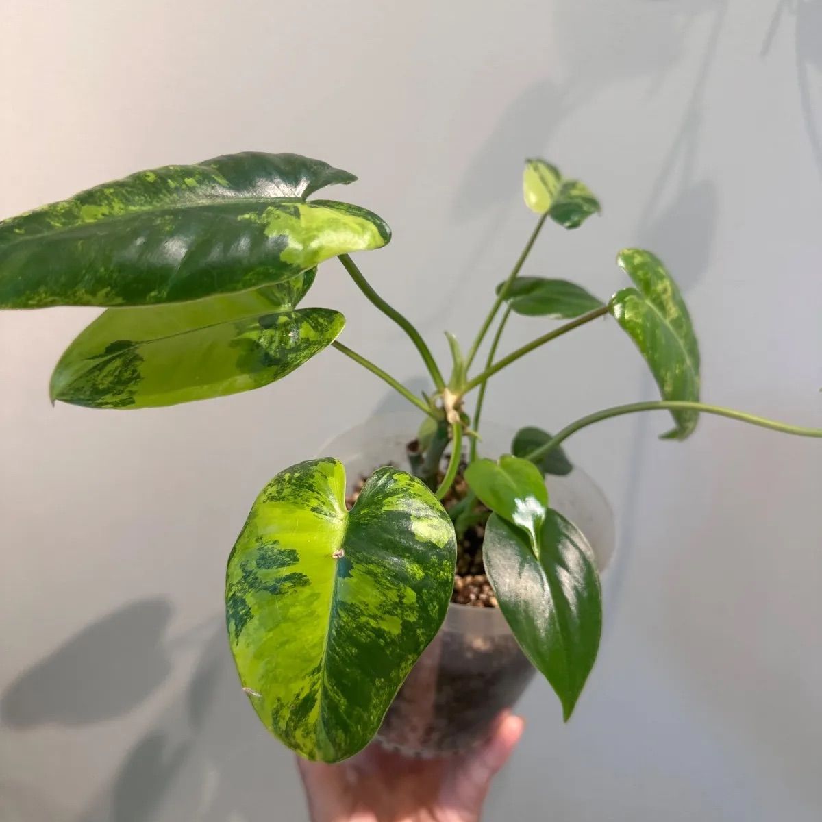 フィロデンドロン バールマルクス 観葉植物 フィロデンドロン バール