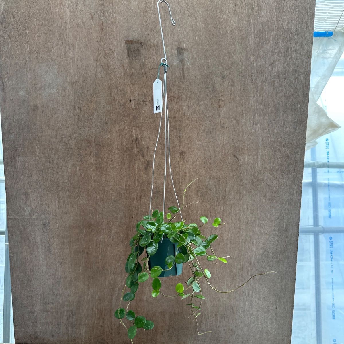観葉植物 ☆ホヤ マチルダ②Hoya mathilde サクララン 桜蘭 マチルド