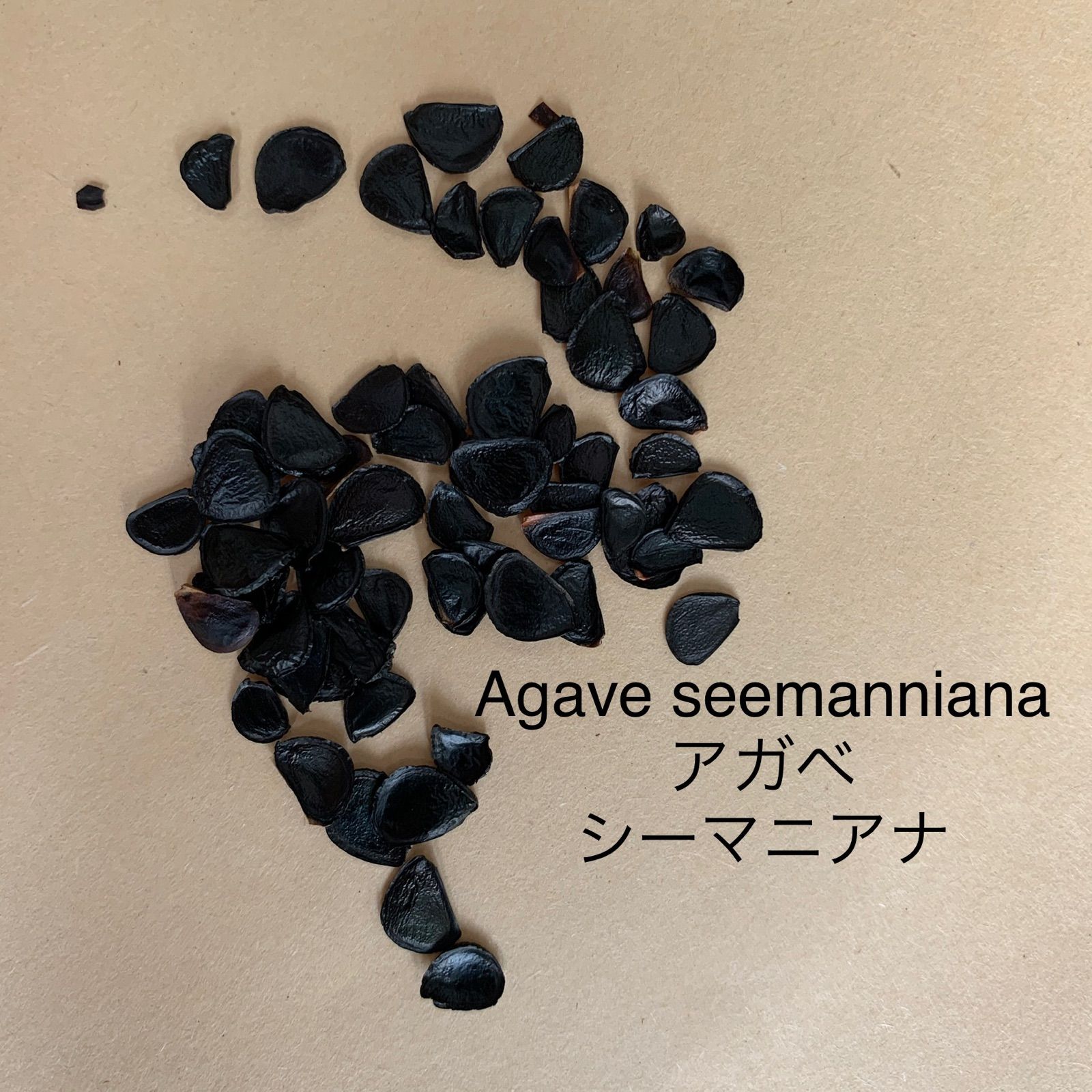 Agave seemannianaアガベシーマニアナ種子20粒 - メルカリ