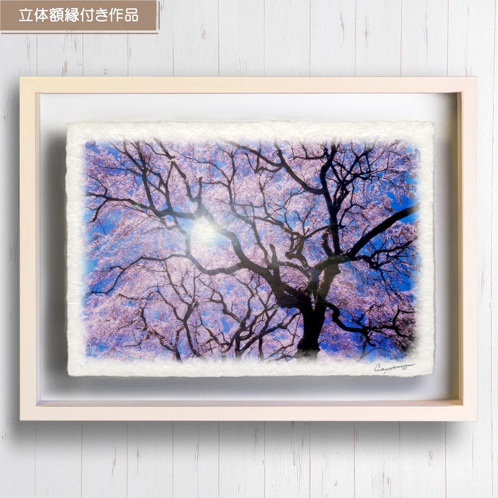 和紙の絵写真 「太陽と一面の桜と見上げる黒い幹」 立体額縁付き
