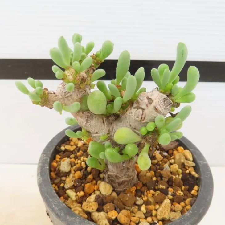 4032 「実生」オトンナ クラビフォリア 植え【発根・多肉植物・Othonna clavifolia・・葉落ちします】 - メルカリ