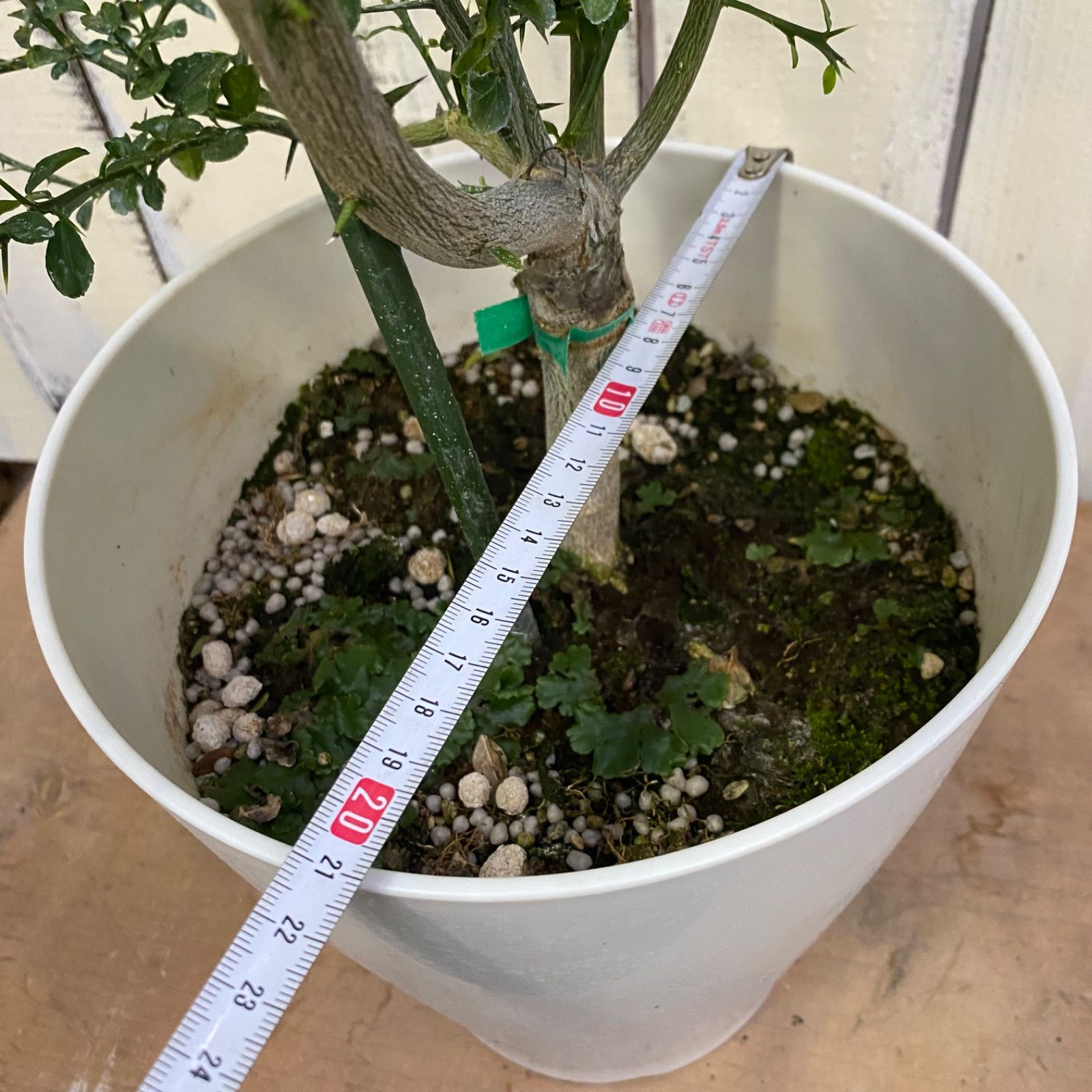 ダーラムエメラルド 実つき