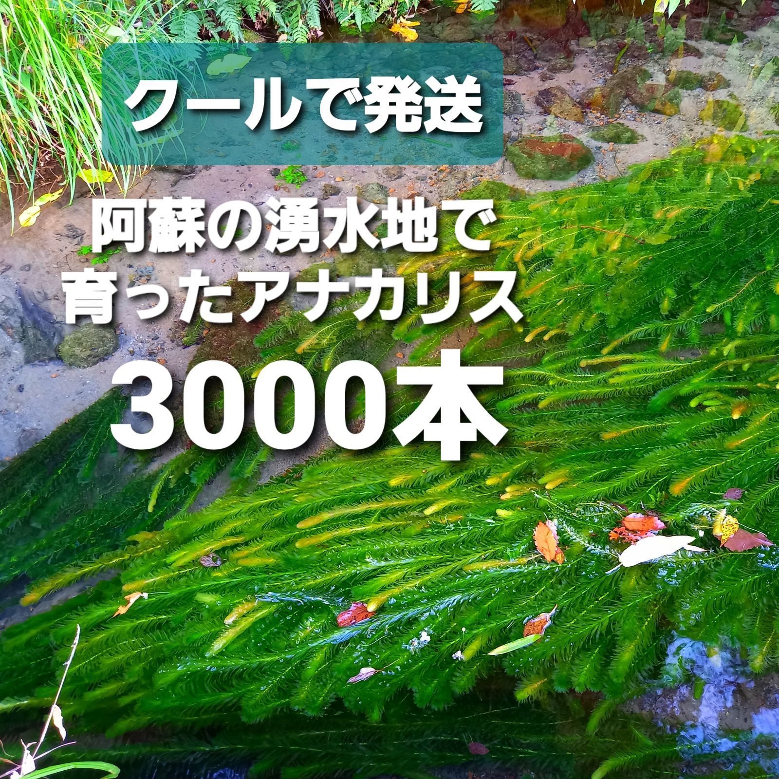 クールで発送 3000本以上 阿蘇の湧水で育った水草 天然アナカリス