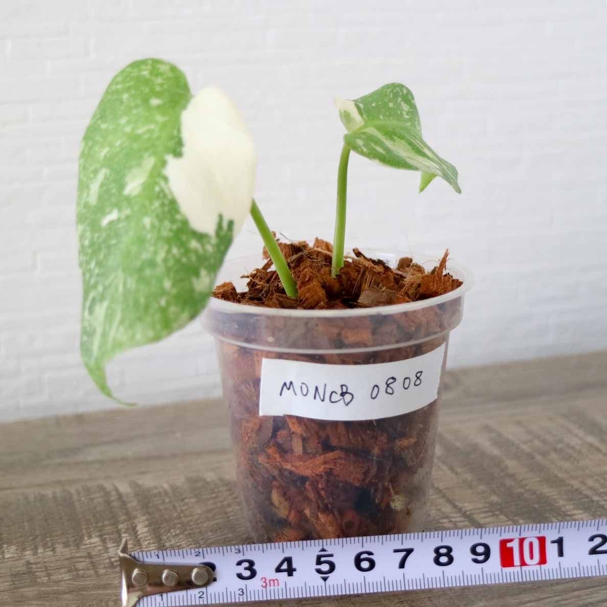 極斑】モンステラ クリームブリュレ Monstera 'Cream Brulee' - メルカリ