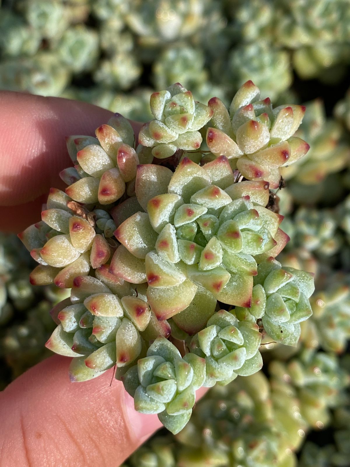 新入荷 キャラメルスプライト XQS26×105苗 土付き 多肉植物 詰め合わせ エケベリア サボテン 韓国苗