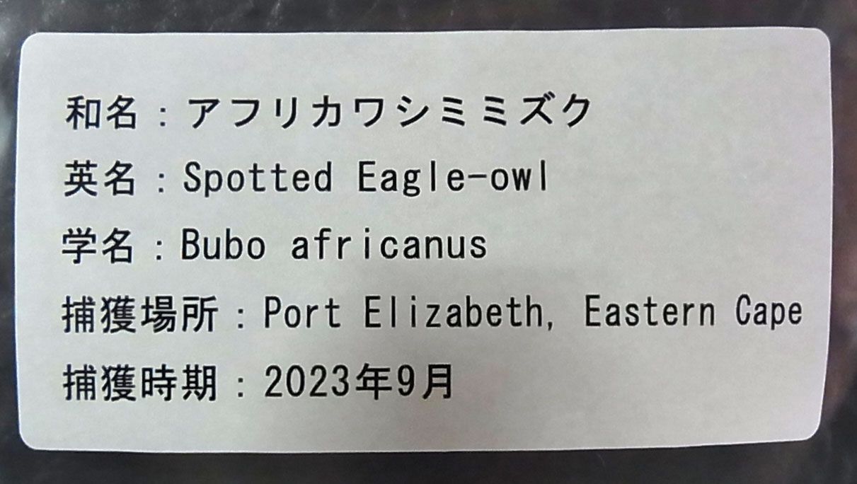 レア！アフリカワシミミズク（Spotted Eagle-owl）頭骨　※捕獲データ付