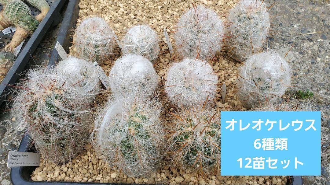 FNつき オレオケレウス 6種類2株ずつ 12苗セット