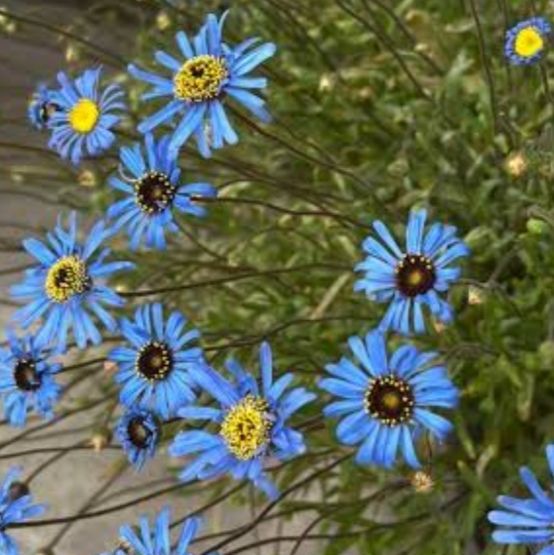 ❀ キングフィッシャーデージー 50粒 増量中!! 花の種 ❀ キングフィッシャーデージー 50粒 増量中!! 花の種