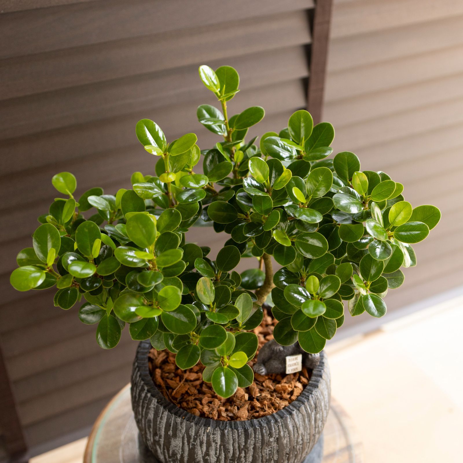［現品］【希少】※売約済※14番　パンダガジュマル　7号　観葉植物　室内　レア パンダガジュマル 7号 陶器鉢 ピック付 観葉植物 ガジュマルの木