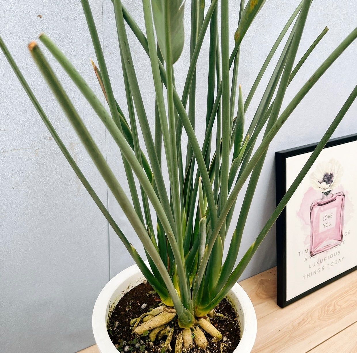 現品］【希少】10番 ストレリチア ノンリーフ 根上がり 観葉植物 大型