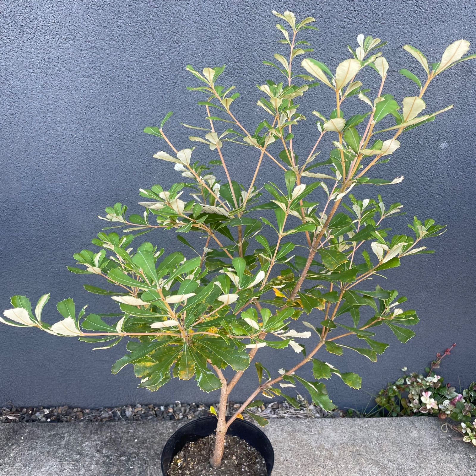 コーストバンクシア インテグフォリア 6号 オージープランツ